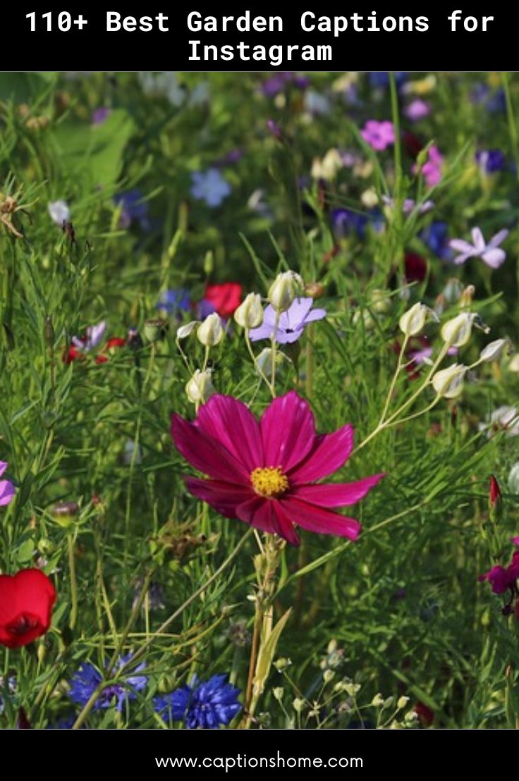 Best Garden Captions for Instagram